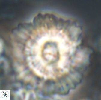 Heliolithus bukryi 21215