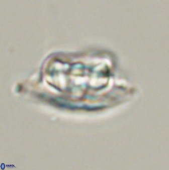 Heliolithus bukryi 55407