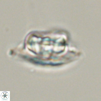 Heliolithus bukryi 55407