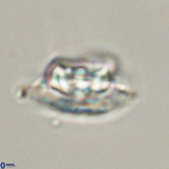 Heliolithus bukryi 55408