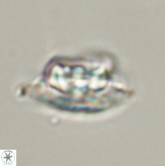 Heliolithus bukryi 55408