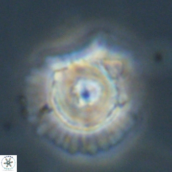 Heliolithus bukryi 55410