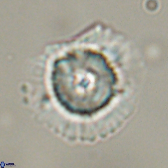 Heliolithus bukryi 55411