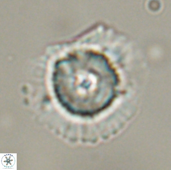 Heliolithus bukryi 55411