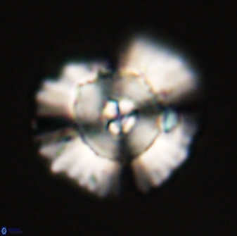 Heliolithus bukryi 55412
