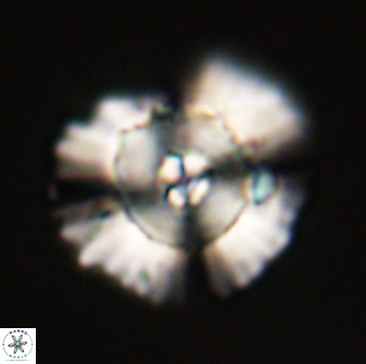 Heliolithus bukryi 55412