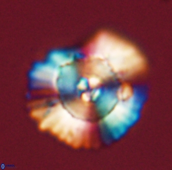 Heliolithus bukryi 55413