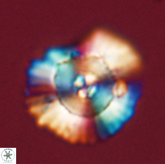 Heliolithus bukryi 55413