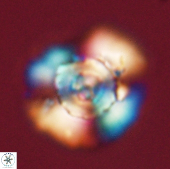 Heliolithus bukryi 55414