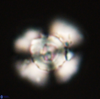 Heliolithus bukryi 55415