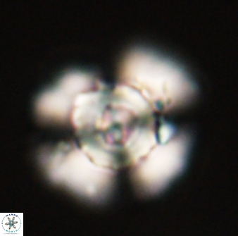 Heliolithus bukryi 55415