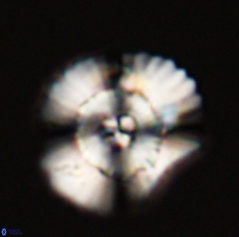 Heliolithus bukryi 55416