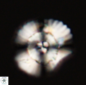 Heliolithus bukryi 55416