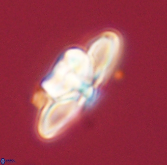 Heliolithus bukryi 55422