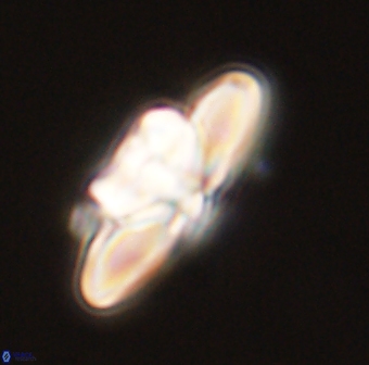 Heliolithus bukryi 55423
