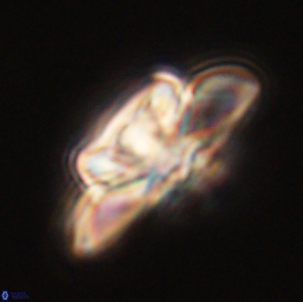Heliolithus bukryi 55584
