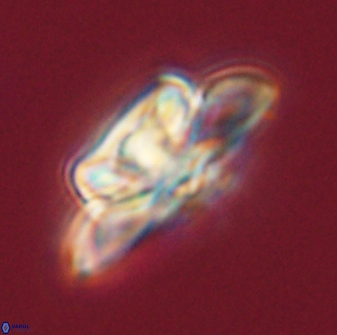 Heliolithus bukryi 55585