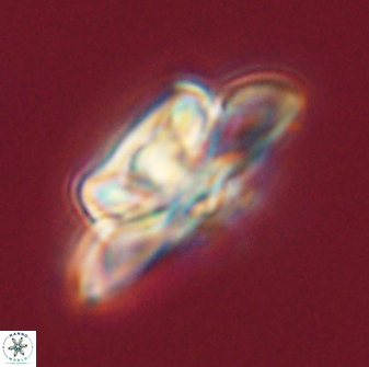 Heliolithus bukryi 55585