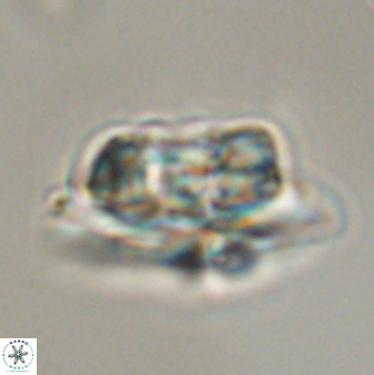 Heliolithus bukryi 55590