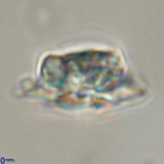 Heliolithus bukryi 55591