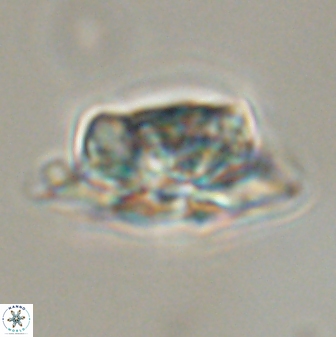 Heliolithus bukryi 55591