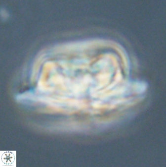 Heliolithus bukryi 55593