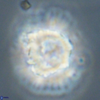 Heliolithus bukryi 55595