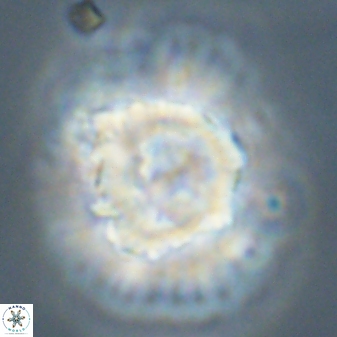 Heliolithus bukryi 55595