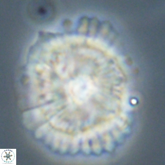 Heliolithus bukryi 55596