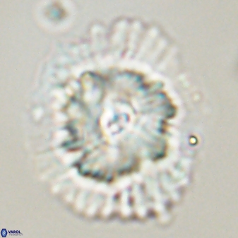 Heliolithus bukryi 55598