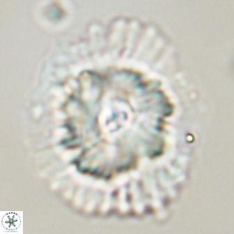 Heliolithus bukryi 55598