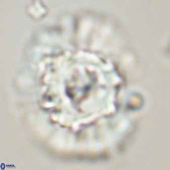 Heliolithus bukryi 55599