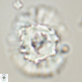 Heliolithus bukryi 55599