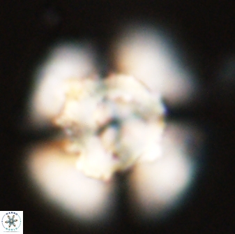 Heliolithus bukryi 55601