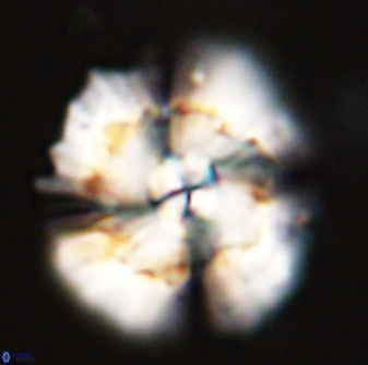 Heliolithus bukryi 55602