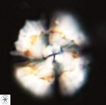 Heliolithus bukryi 55602