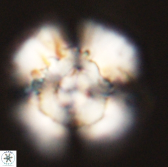 Heliolithus bukryi 55605