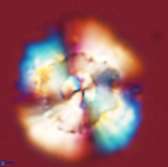 Heliolithus bukryi 55609
