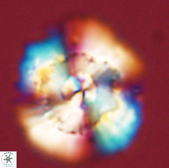 Heliolithus bukryi 55609