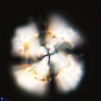 Heliolithus bukryi 55610