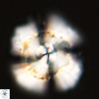 Heliolithus bukryi 55610