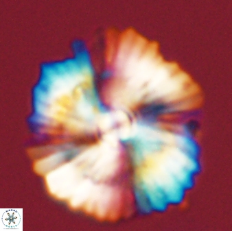 Heliolithus bukryi 55612