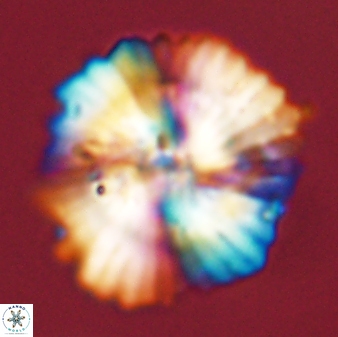 Heliolithus bukryi 55613