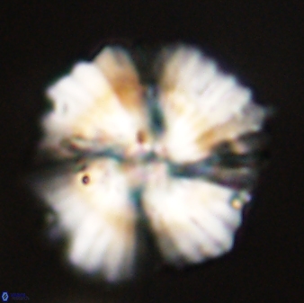 Heliolithus bukryi 55614