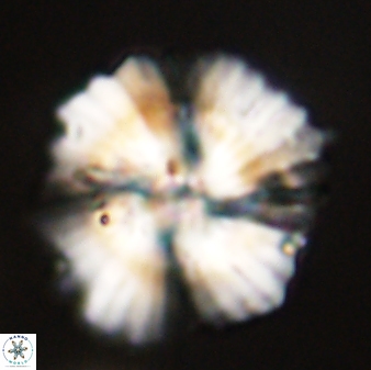 Heliolithus bukryi 55614