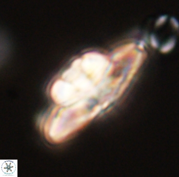 Heliolithus bukryi 55370
