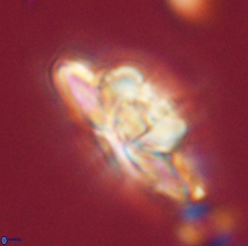 Heliolithus bukryi 55373