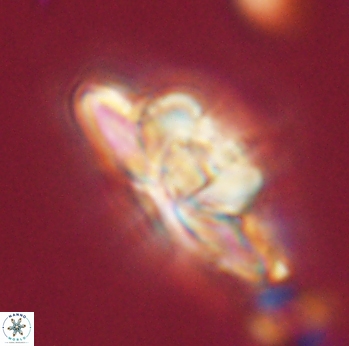 Heliolithus bukryi 55373