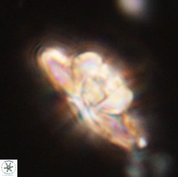 Heliolithus bukryi 55374