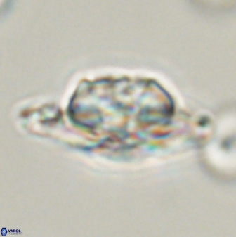 Heliolithus bukryi 55376